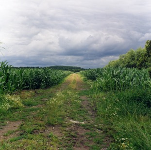 groene weg