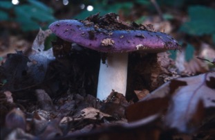 paarse russula